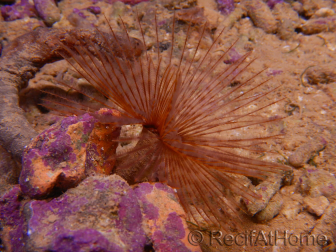 Sabellastarte choco featherworm