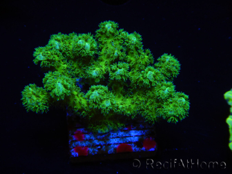 WYSIWYG Pocillopora damicormis amarillo verde 1B3