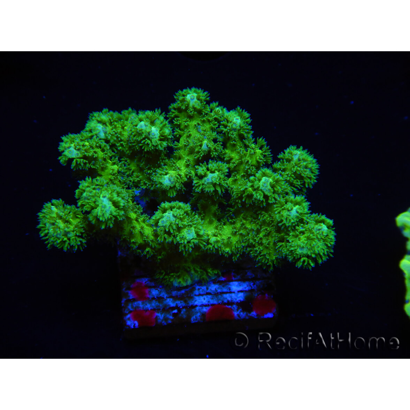 WYSIWYG Pocillopora damicormis amarillo verde 1B3