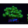 WYSIWYG Yellow-Green Pocillopora damicormis 1B3