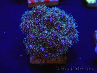 WYSIWYG Pocillopora damicornis pink 1C1