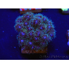 WYSIWYG Pocillopora damicornis pink 1C1