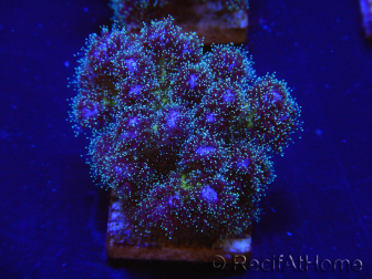 WYSIWYG Pocillopora damicornis pink 1C4