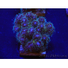 WYSIWYG Pocillopora damicornis pink 1C4