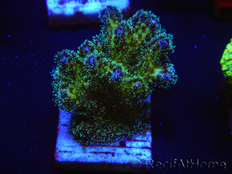 WYSIWYG Pocillopora damicormis Gold insane 1D1