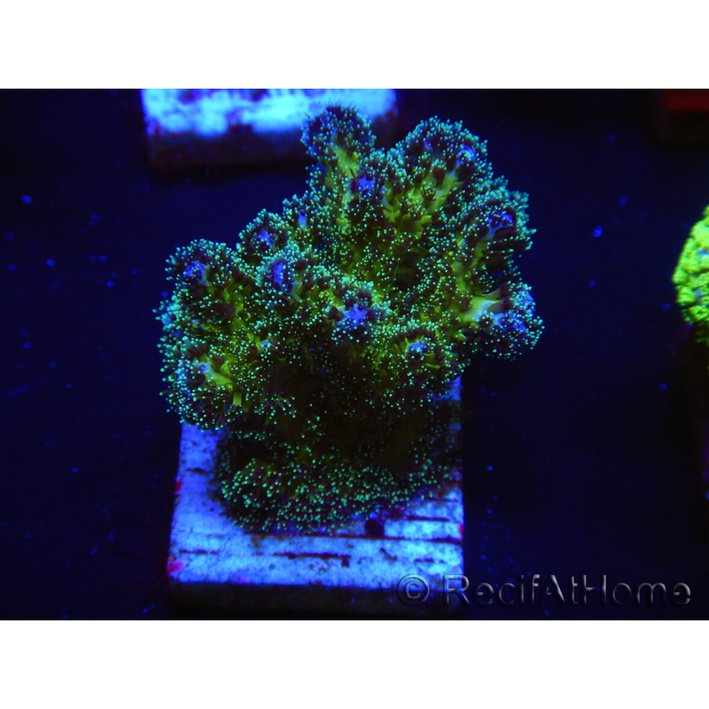 WYSIWYG Pocillopora damicormis Gold insane 1D1