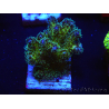 WYSIWYG Pocillopora damicormis Gold insane 1D1