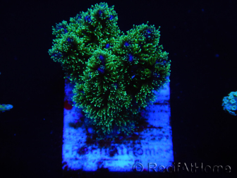 WYSIWYG Pocillopora damicornis tricolor 1E1