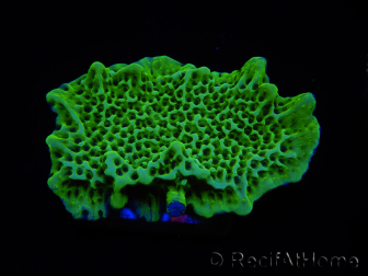 WYSIWYG Montipora confusa 1E6