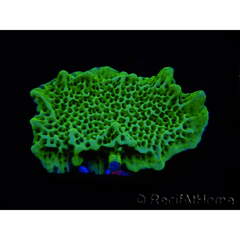 WYSIWYG Montipora confusa 1E6