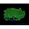 WYSIWYG Montipora confusa 1E6