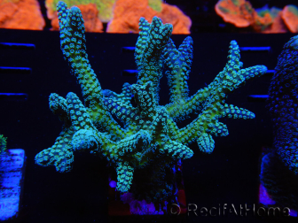 WYSIWYG Seriatopora caliendrum Hybrid (Paradiesvogel-Neon) 1F5