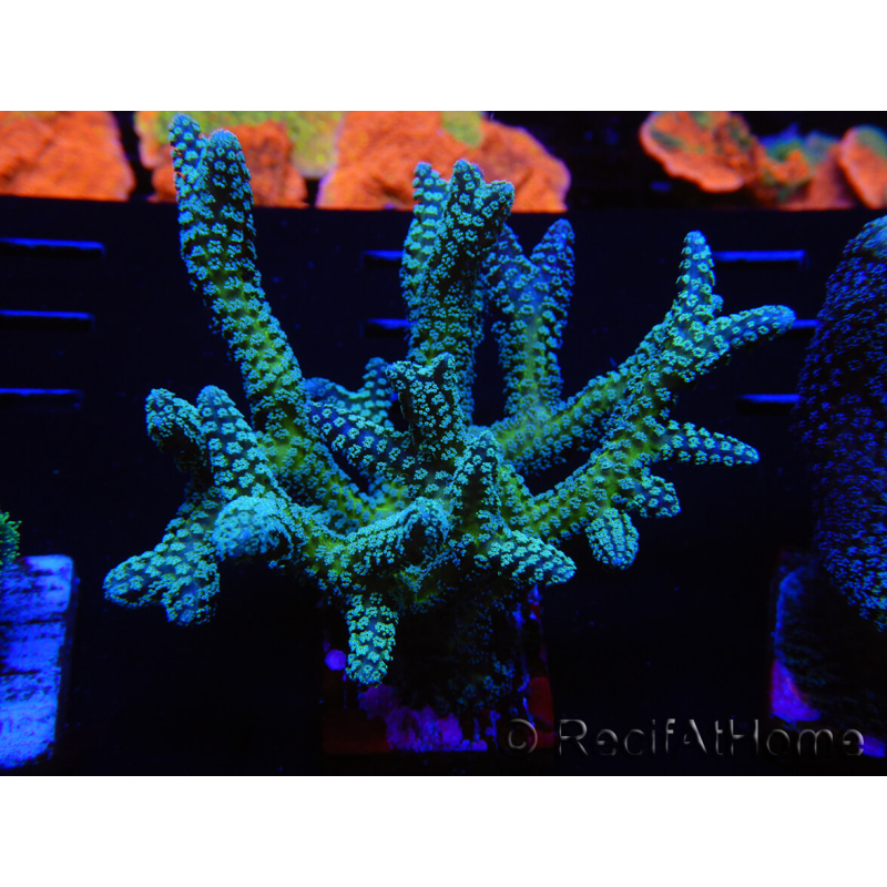 WYSIWYG Seriatopora caliendrum Hybrid (Uccello del paradiso-Neon) 1F5