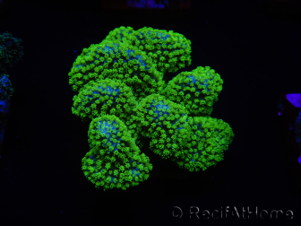 WYSIWYG Stylophora Rose fluorescent green polyps 1H1