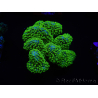 WYSIWYG Stylophora Rose fluorescent green polyps 1H1