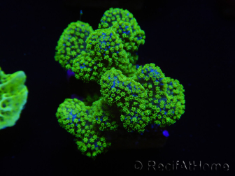 WYSIWYG Stylophora Rosa pólipos verde fluorescente 1H2