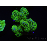 WYSIWYG Stylophora Rose polypes vert fluo 1H2