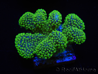 WYSIWYG Stylophora Rosa polipi verde fluorescente 1H3