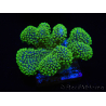 WYSIWYG Stylophora Rosa polipi verde fluorescente 1H3