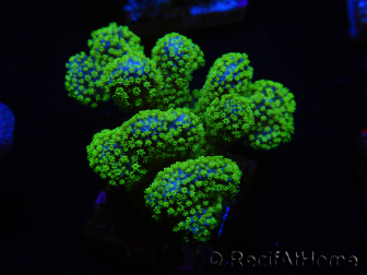 WYSIWYG Stylophora Rose fluorescent green polyps 1H4