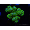 WYSIWYG Stylophora Rose fluorescent green polyps 1H4