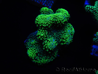 WYSIWYG Stylophora Green Fluo 1K1