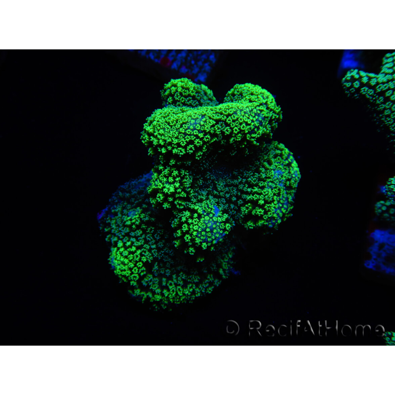 WYSIWYG Stylophora Green Fluo 1K1