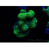 WYSIWYG Stylophora Green Fluo 1K1