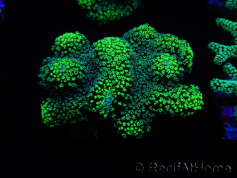 WYSIWYG Stylophora Green Fluorescent 1K3