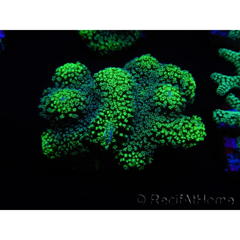 WYSIWYG Stylophora Green Fluorescent 1K3