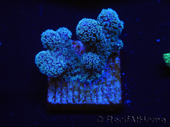 WYSIWYG RAH Stylophora Blu Metallo 1K4