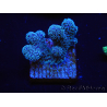 WYSIWYG RAH Stylophora Metallic Blue 1K4