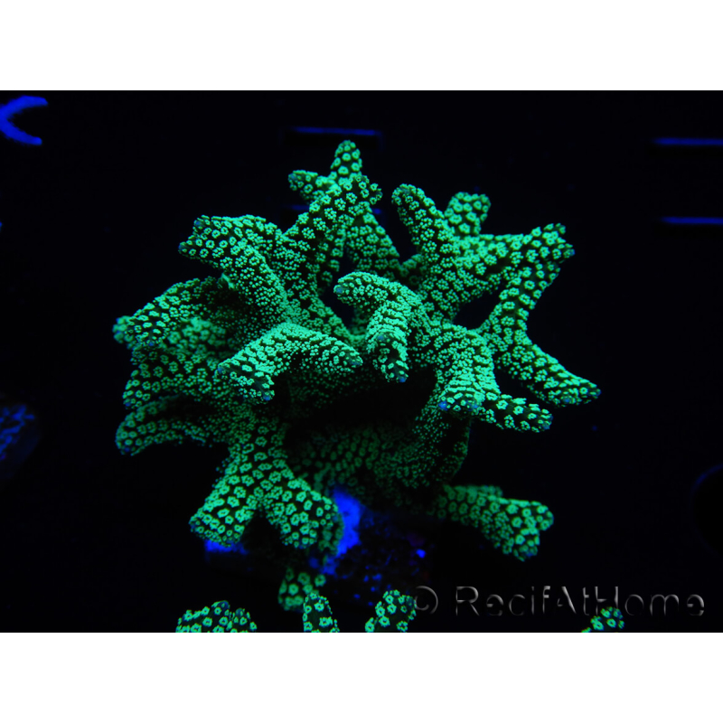 WYSIWYG Seriatopora caliendrum Electric Green 1L1