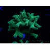 WYSIWYG Seriatopora caliendrum Electric Green 1L1