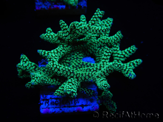 WYSIWYG Seriatopora caliendrum Electric Green 1L4