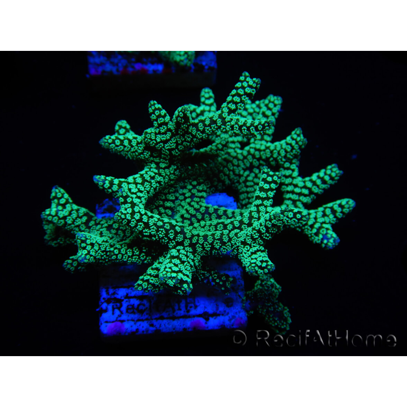 WYSIWYG Seriatopora caliendrum Electric Green 1L4