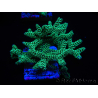 WYSIWYG Seriatopora caliendrum Electric Green 1L4