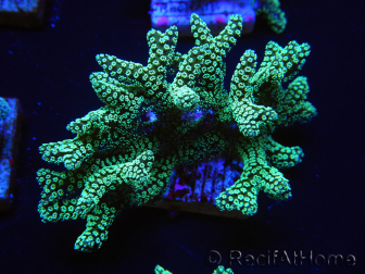 WYSIWYG Seriatopora caliendrum Electric Green 1L5