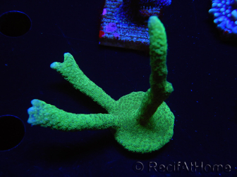 WYSIWYG - Green Montipora digitata 1N1