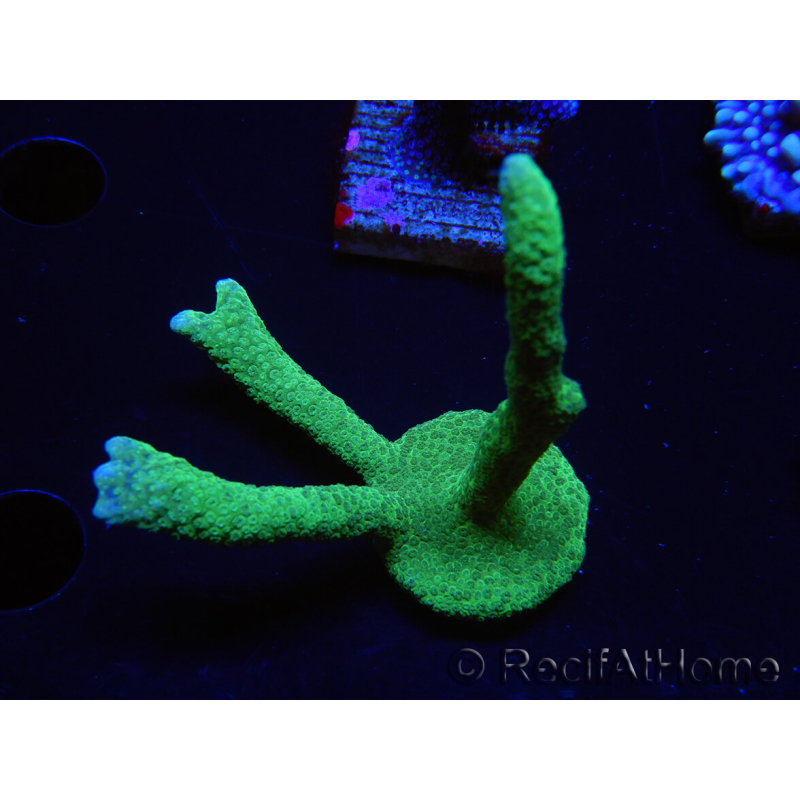 WYSIWYG - Green Montipora digitata 1N1