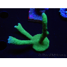 WYSIWYG - Montipora digitata verde 1N1