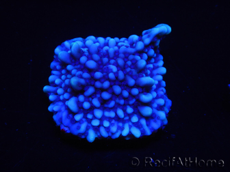 WYSIWYG Montipora undata 1O5