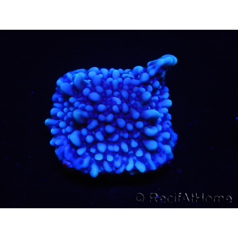 WYSIWYG Montipora undata 1O5