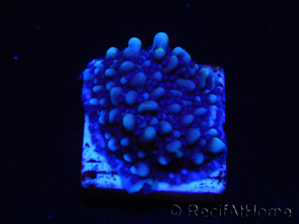 WYSIWYG Montipora undata 1O6