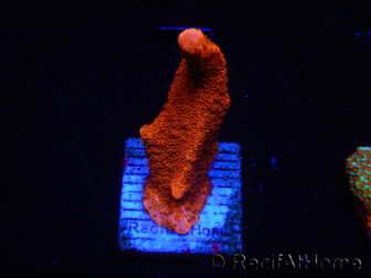 WYSIWYG montipora rossa cresce rossa 1P1