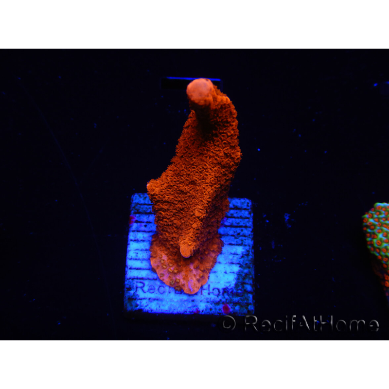 WYSIWYG montipora rossa cresce rossa 1P1