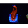 WYSIWYG montipora rossa cresce rossa 1P1