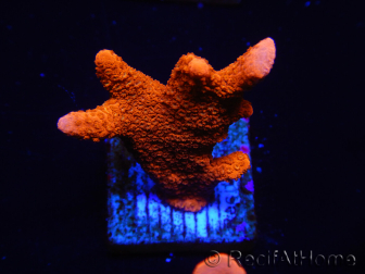 WYSIWYG red montipora grows red 1P2