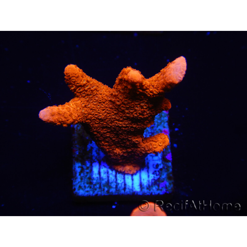 WYSIWYG montipora rosso cresce rosso 1P2