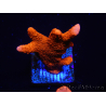 WYSIWYG red montipora grows red 1P2